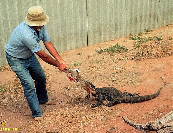 LACE MONITOR Varanus varius THE REPTILES OF AUSTRALIA The late Joe Bredl with a Lace monitor at the Renmark Reptile Park and Zoo (which closed in 2012) 
